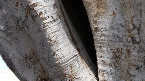 California-Tree-With-Hole-And-Carvings