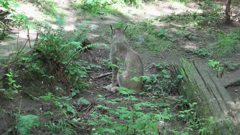 Washington-Lynx-Sitting-Zoom