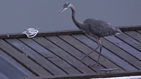 Washington-Heron-On-Dock-Stalking-Pan