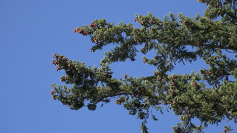 Naturaleza-Douglas-Conos-De-Abeto-Y-Cielo-Azul