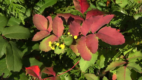 Nature-Oregon-Grape