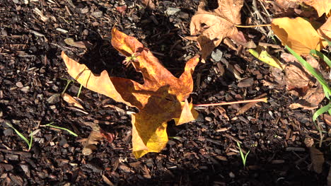 Natur-Zusammengerolltes-Gelbes-Blatt-Auf-Dem-Boden