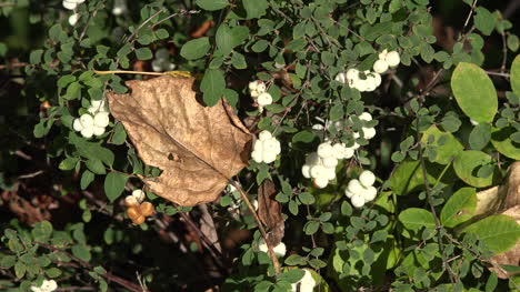 Natur-Totes-Blatt-Und-Weiße-Beeren