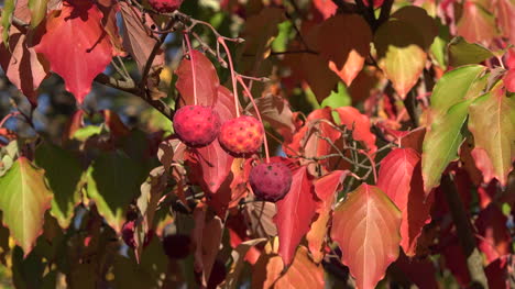 Natur-Rote-Kugeln-Im-Herbst