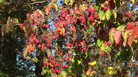 Nature-Red-Leaves-And-Balls-On-Shrub