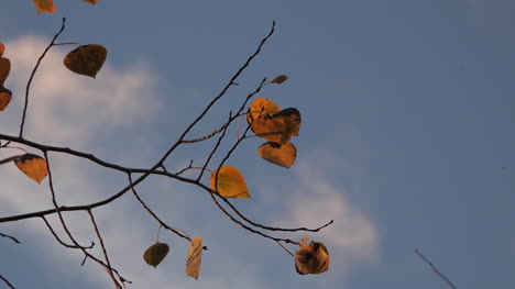 Nature-Zooms-On-Golden-Aspen-Leaves