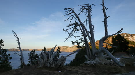 Oregon-Kratersee,-Umrahmt-Von-Totem-Baum-Am-Abend
