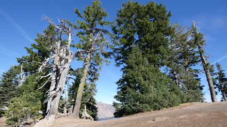 Oregon-Kraterseebäume-Am-Seerand