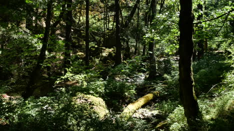 Oregon-Light-And-Shadow-In-Woods-Pan