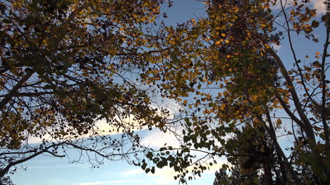 Oregon-Zooms-On-Aspen-Leaves-At-Sunset