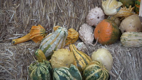 Pila-de-calabazas