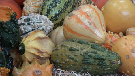 Squash-Collection