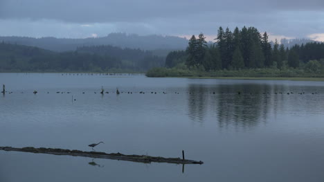 Washington-Silver-Lake-Mit-Reiher