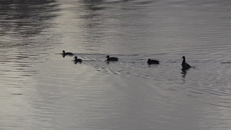 Washington-Ducks-On-Lake