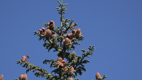 Washington-Tannenzapfen-Am-Baum