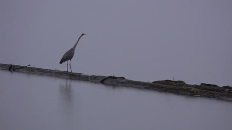 Washington-Reiher-Zu-Fuß