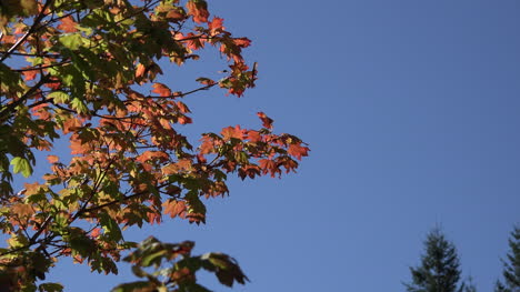 Washington-Zoomt-Auf-Rote-Blätter