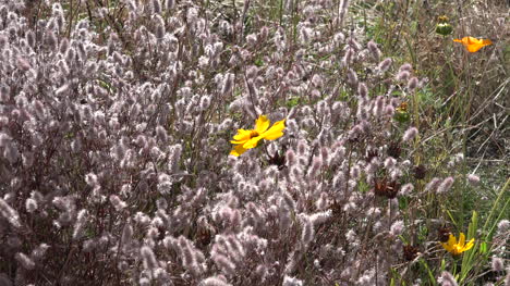Washington-Zoomt-Auf-Gelbe-Blume