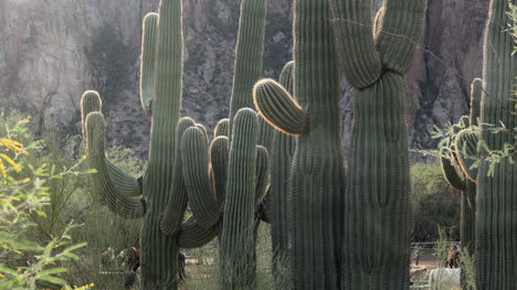 Arizona-Cacti-Cluster