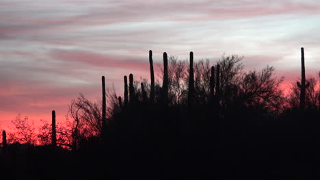 Arizona-Cactus-At-Sunset