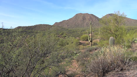 Colinas-Del-Desierto-De-Arizona-Y-Cactus