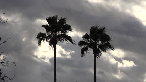 Palmeras-De-Arizona-Y-Cielos-Nublados