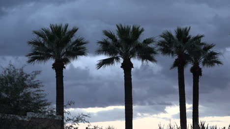 Palmeras-De-Arizona-Y-Cielo-Gris