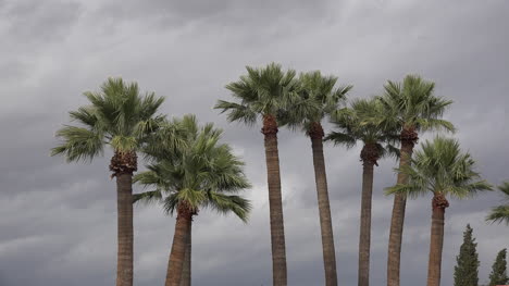 Palmas-De-Arizona-En-Sol-Débil