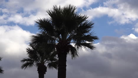 Palmeras-De-Arizona-Con-Nubes