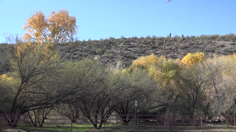 Arizona-Riverside-Vegetation