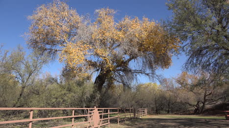 árbol-De-Arizona-Con-Hojas-Amarillas
