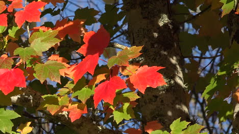 Herbstrote-Und-Grüne-Blätterpfanne