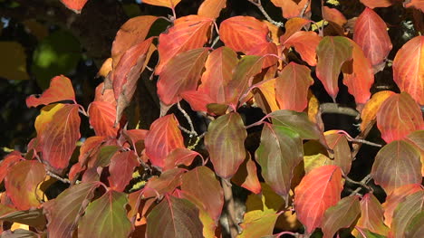 Herbstrote-Und-Gelbe-Blätterpfanne