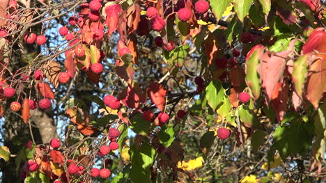Herbst-Rote-Kugeln-Hängende-Pfanne