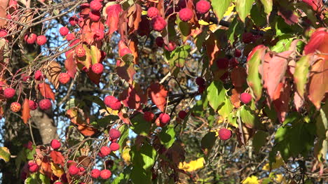 Otoño-Bolas-Rojas-Colgando-Pan