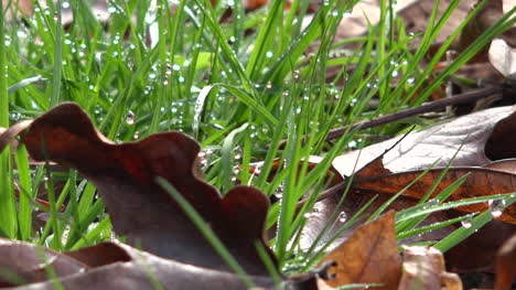 Abgestorbene-Blätter-Und-Graspfanne