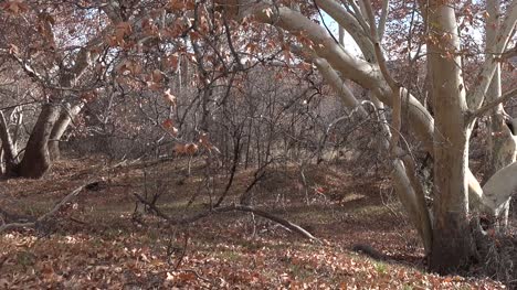 Bosque-Del-Desierto-Pan-Derecho