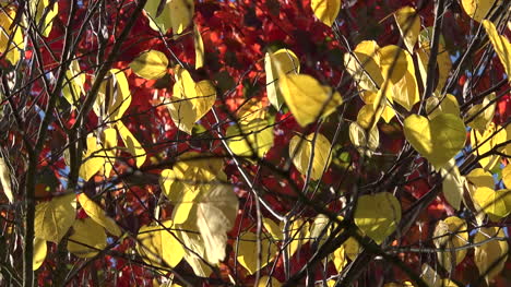 Nature-Yellow-Leaves-Against-Red-Leaves-Pan