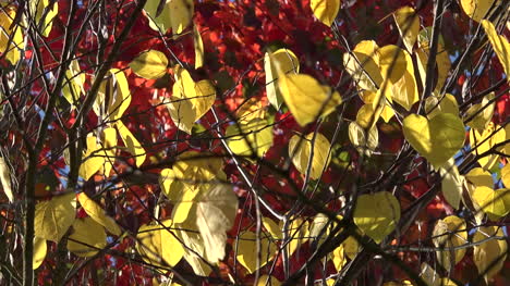 Naturaleza-Hojas-Amarillas-Contra-Hojas-Rojas-Pan