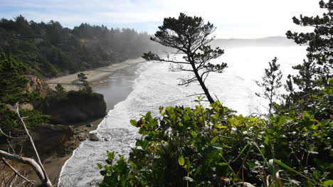 Oregon-Küstenbaum-Und-Aussicht