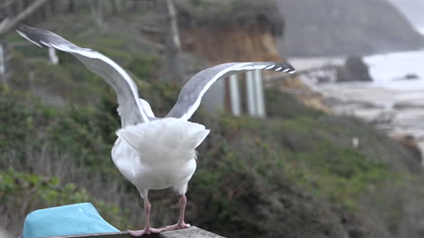 Oregon-Seagull-On-A-Railing-Above-The-Sea