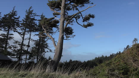 Oregon-Tree-And-Blue-Sky