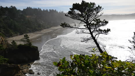 Oregon-Baum-Lehnt-Sich-In-Küstenansicht