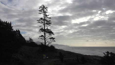 Blick-Auf-Oregon-Mit-Baum-Vom-Ecola-State-Park