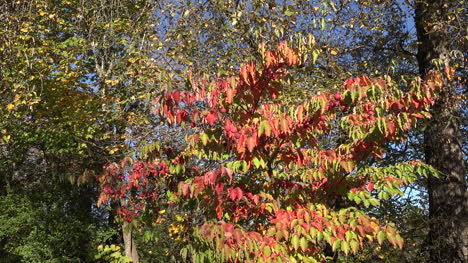 Oregon-Zoomt-Auf-Rote-Blätter-Und-Kugeln
