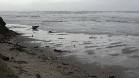 Oregon-Zooms-In-Seagull-On-Beach