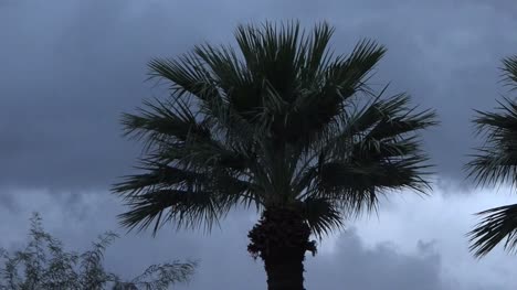 Las-Palmeras-Y-Las-Nubes-Se-Desplazan-Y-Alejan