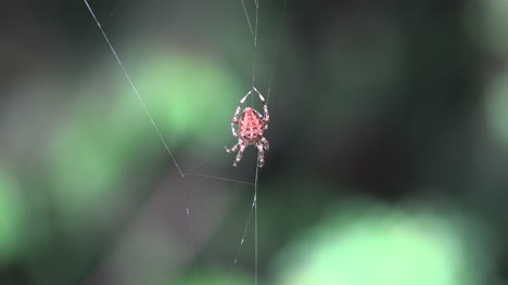 Spider-Starts-Up-Web