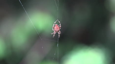 Spinne-Startet-Web