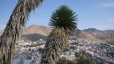 México-Guanajuato-Vista-Con-árbol-De-Yuca